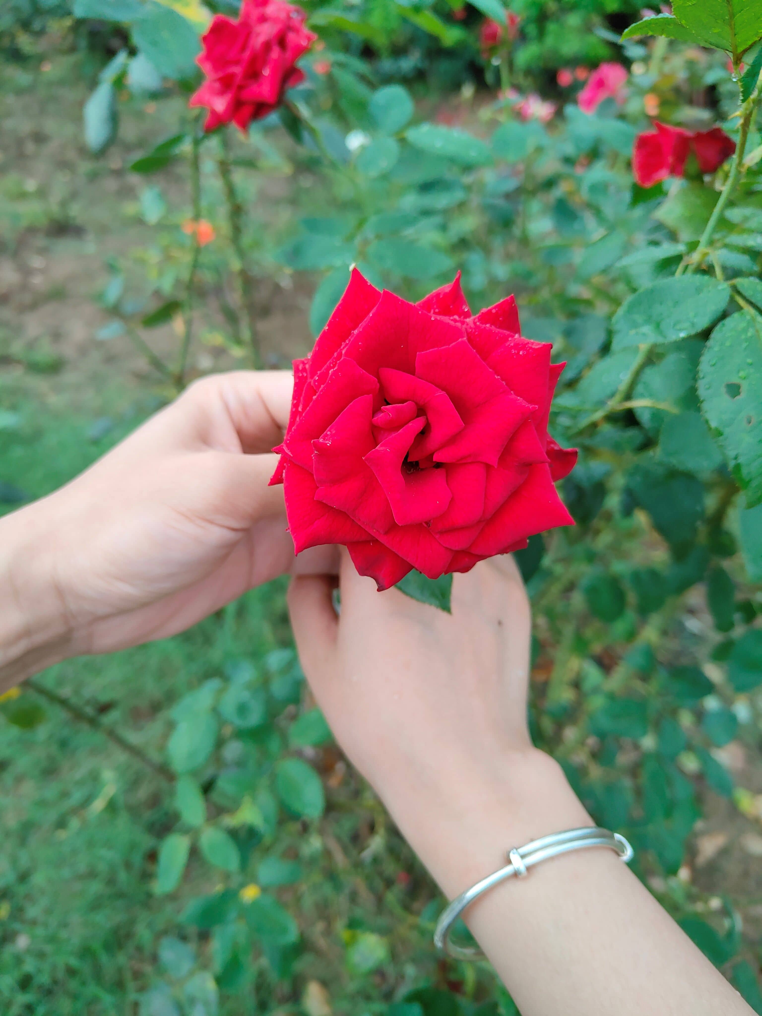 张瑞连 一生中百样可能,遇见你爱上你是种缘分